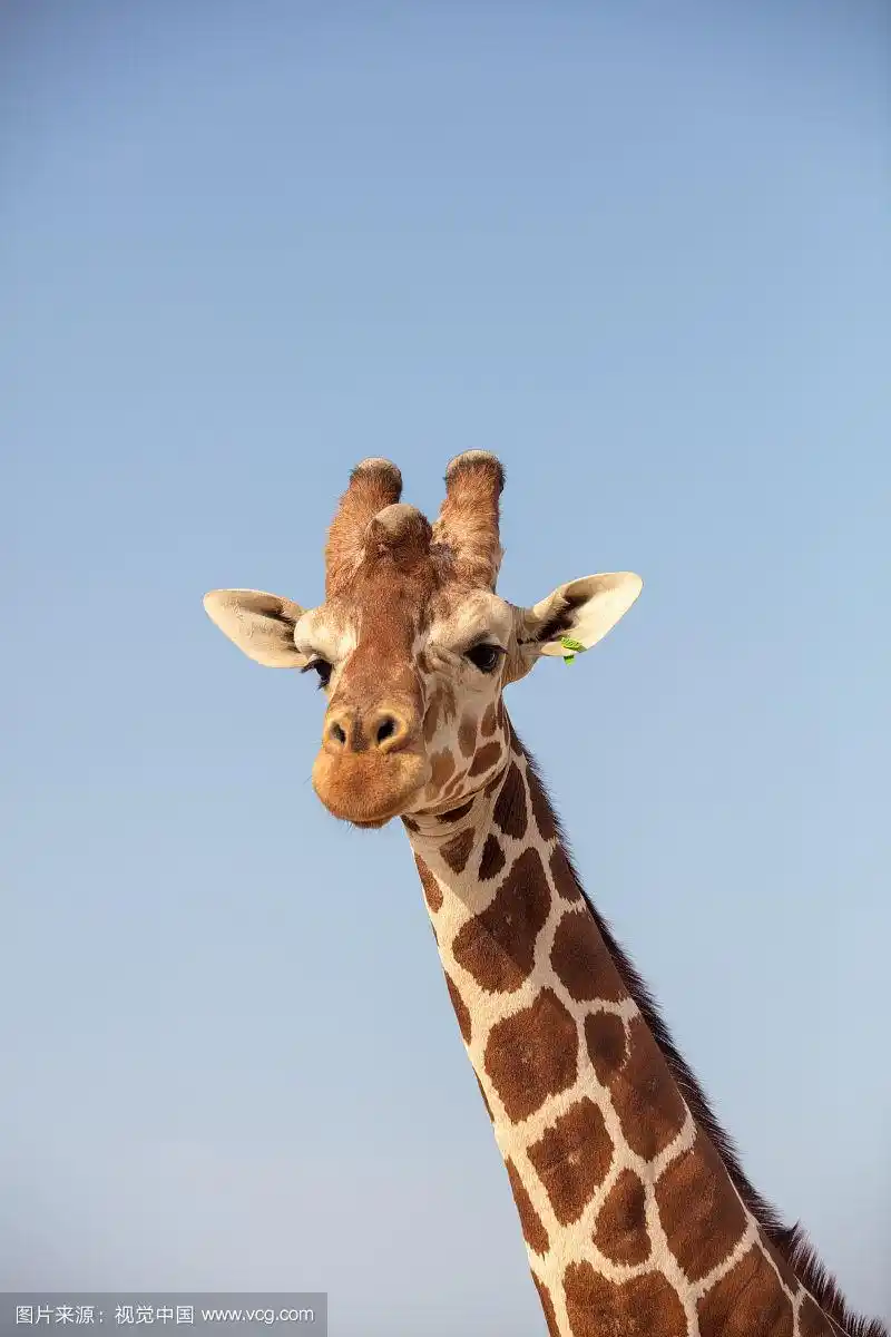 可爱长颈鹿