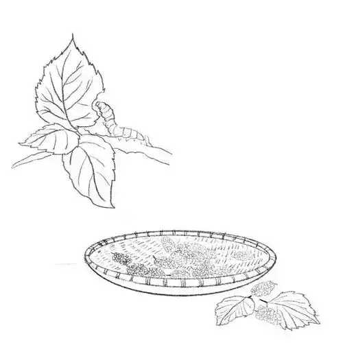 唐图微课堂丨节气里的植物——桑树叶青青,文化流古今|采桑|梓树|桑叶