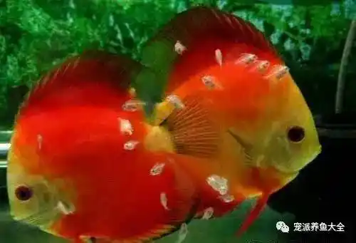 涨姿势九种方法分辨七彩神仙鱼的雌雄准确率99