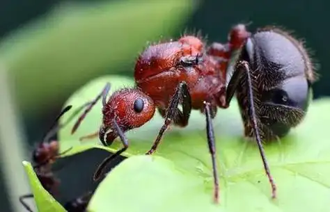 中国十大毒蜘蛛黑寡妇蜘蛛毒性最强2