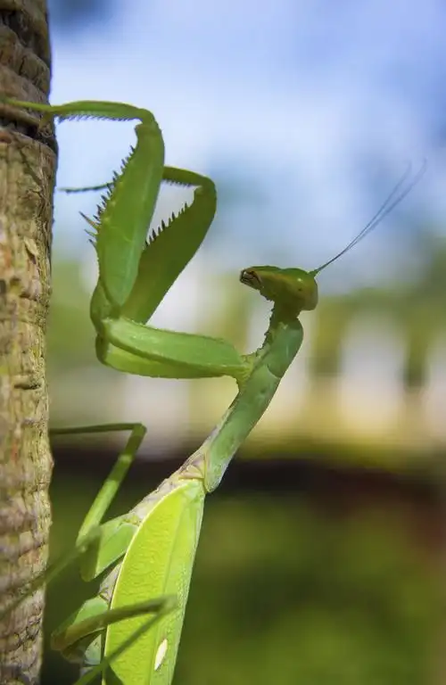 发现一只广斧螳螂