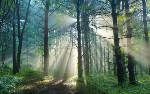 来自于北欧森林的一道暮光设计最初的灵感珊璃索金色的阳光洒向万物.