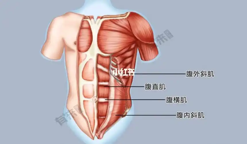 位置腹内斜肌位于腹外斜肌深面.