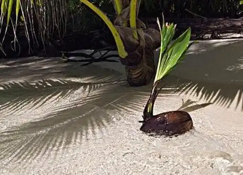 在出芽之后就可以进行种植,大概在生长1-2个月左右就会逐渐的发芽,在