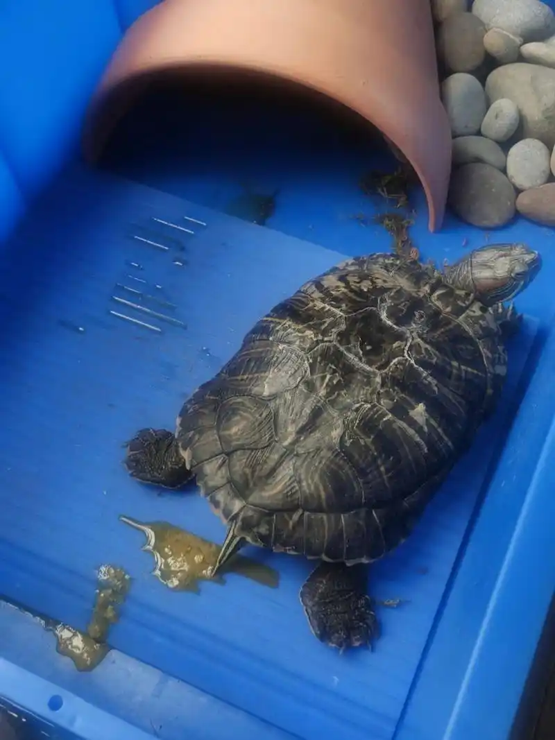 乌龟拉稀93 好心友友看看我,请问我家乌龟是不是串稀了有没有友友能