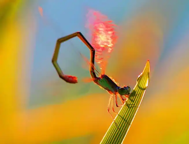 其它 《昆虫圆舞曲》～秋季篇 秋天绚丽的色彩把山山水水装扮的分外