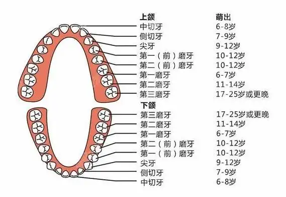 矫正后只有24颗牙齿正常吗脸会不会受影响瘪了