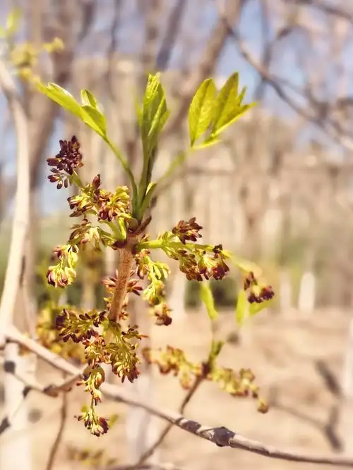 进入花季的白蜡树.