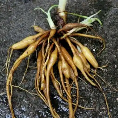 能治水肿, 萱草的功效与作用 萱草hemerocallis fulva 的根茎是中药