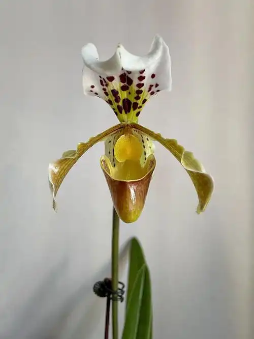 格力波瓣兜兰买开花苗真香