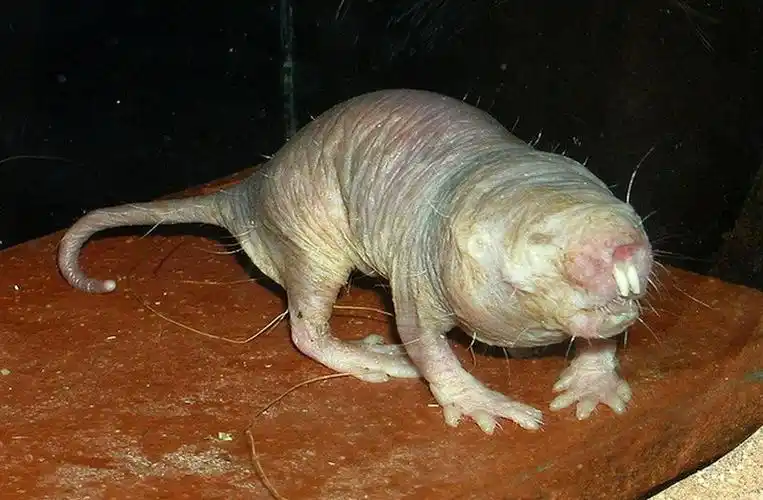 盘点自然界中十大最丑陋物种