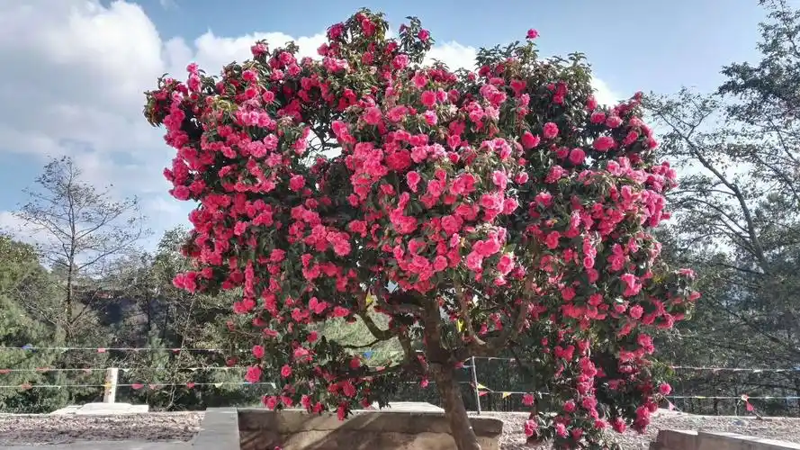 这是2016年世界茶花博览会命名的,在每年的12月与次年的3月盛开.