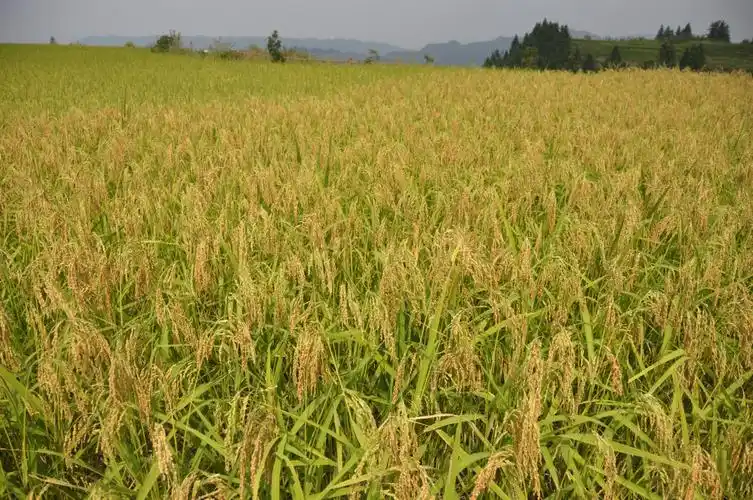 秋天稻子成熟了,金色的麦穗随风轻舞