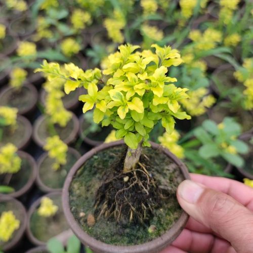 金叶女贞微型盆景 小叶女贞小盆栽