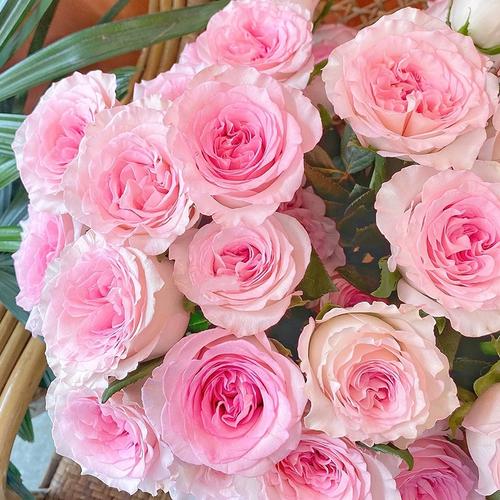 洛神玫瑰云南斗南鲜花基地直发昆明花卉市场批鲜切花发真花粉色