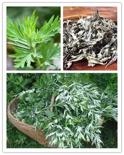 防疫中药——艾叶