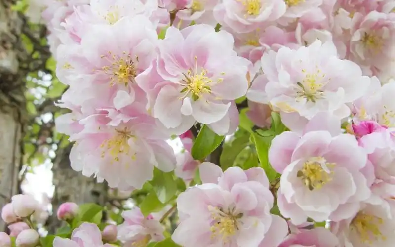 柔美高清花朵电脑壁纸