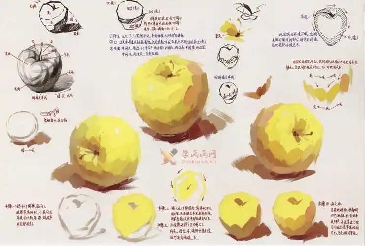 水粉画单体静物:苹果的画法图解及临摹高清范画图片