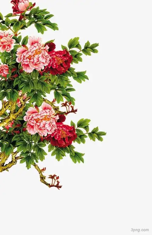 古风牡丹png素材透明免抠图片动植人物