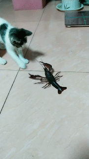 180_320gif 动态图 动图