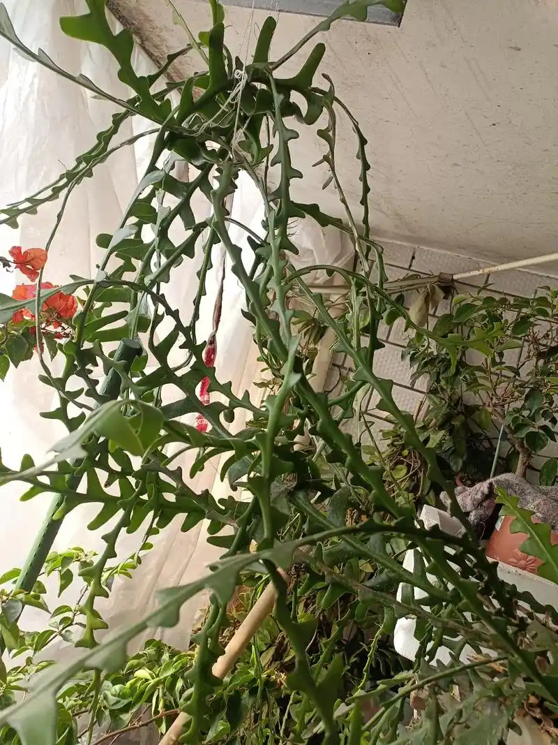 养了五年的鱼骨令箭,听说要七年才能开花#一花一草一世界  - 抖音