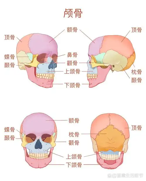教材插画|系统解剖学图谱重绘4 颅骨 📖颅骨结构复杂,可分为脑颅骨