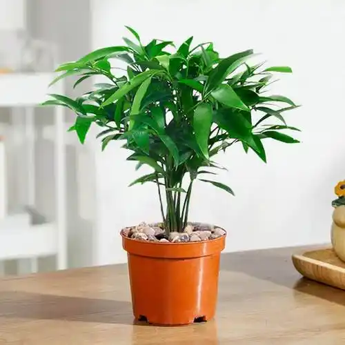 100种常见室内绿植