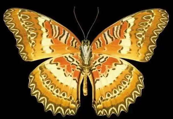 蝴蝶的外形-蝴蝶外形要怎么描写