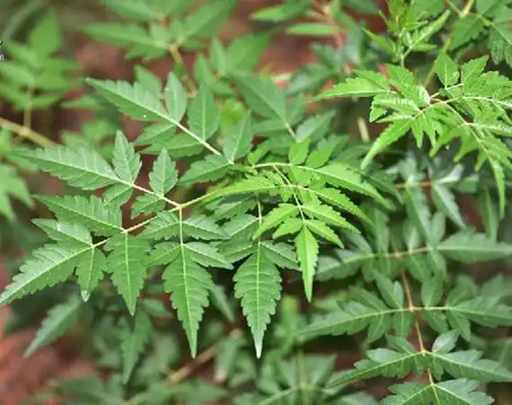 1,"楝"这个字读作"liàn"释义楝树,落叶乔木,叶子互生,小叶卵形或