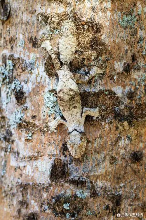 人们很早就发现了动物中的伪装现象,并对这些现象进行了深入研究以及