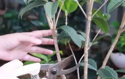 给桂花做修剪1