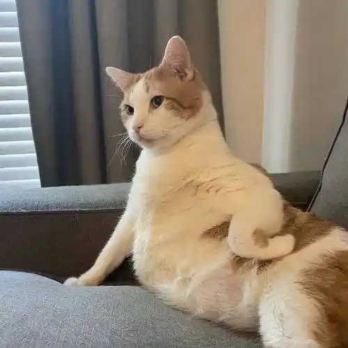 头像 | 卡哇伊~ 可爱满满的头像