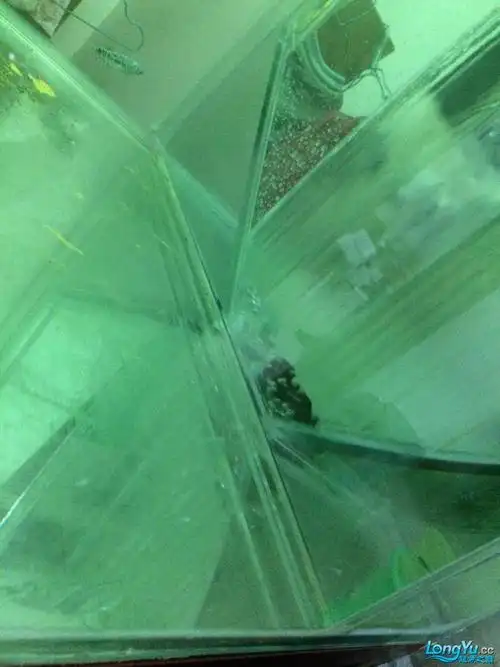 侧滤鱼缸怎么老是吸不上鱼屎,各位前辈求救!