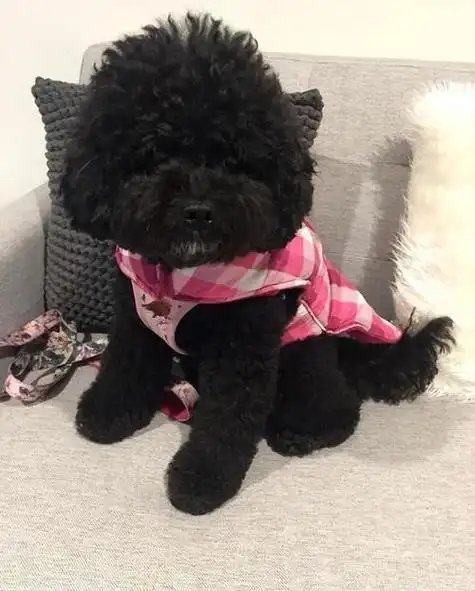 泰迪的颜色有很多,但是如果你仔细观察就会发现,养黑泰迪的人很少,大