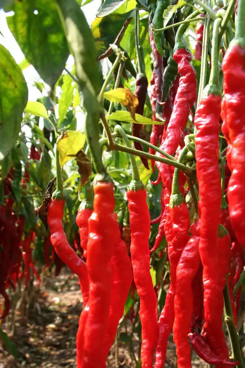 辣椒应用大全,十多种辣椒的特性梳理,掌握辣味不可错过的一课