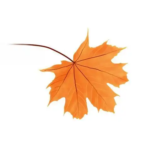 树叶头像图片一片树叶的微信头像