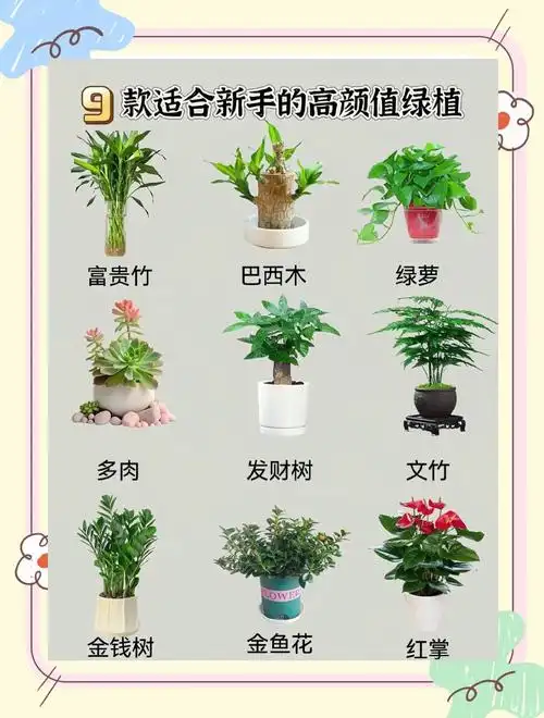 9款绿植推荐,懒人养花福音!