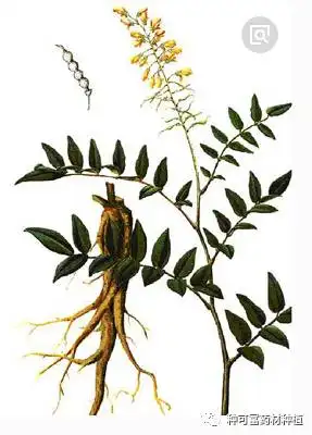 种可富推荐——大宗药材苦参