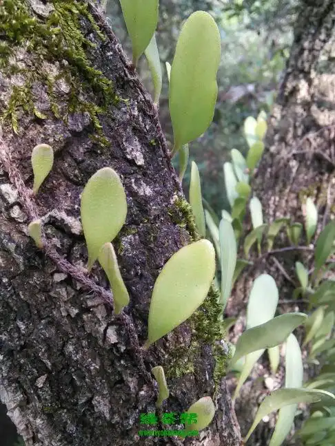龙眼树上的寄生茶有什么功效与作用龙眼树寄生茶的功效与作用