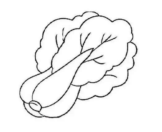 大白菜简笔画 大白菜简笔画怎么画