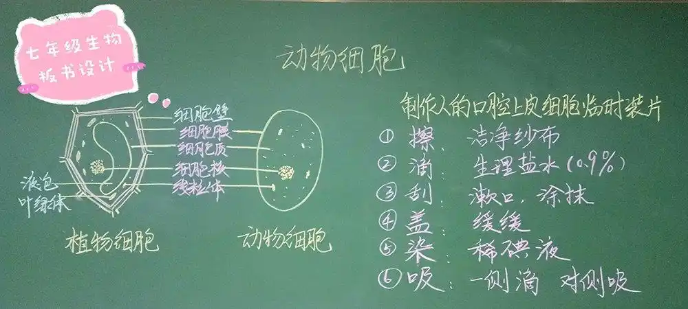 太行路初中部理化生教研组板书设计集 写美篇看我们的生物老师