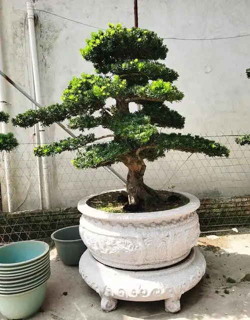 德骊嘉大型罗汉松园艺盆景树桩盆栽植物四季常青绿植庭院台湾金钻迎客