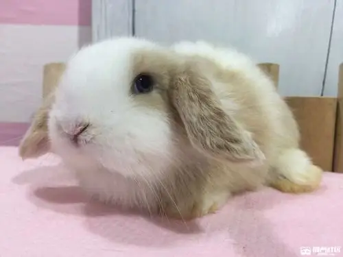 宠物兔黄白垂耳兔