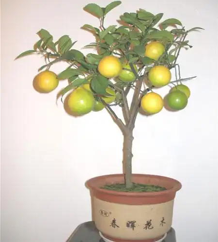 盆栽果树金秋季节硕硕果实