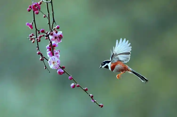 115《中国光影名人堂》花鸟-生态类摄影作品周刊