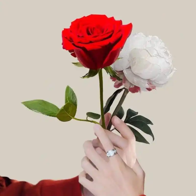 重庆红玫瑰&洛阳白牡丹