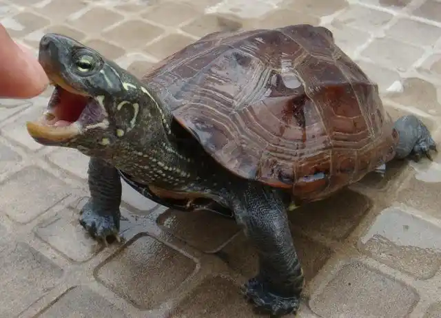 大多数的人,都饲养了或饲养过小乌龟,来增添生活乐趣,丰富枯燥的现代