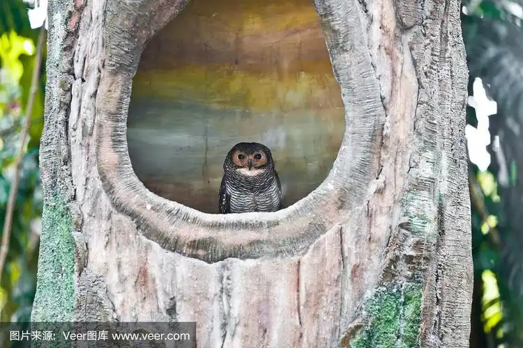 小猫头鹰在巢里