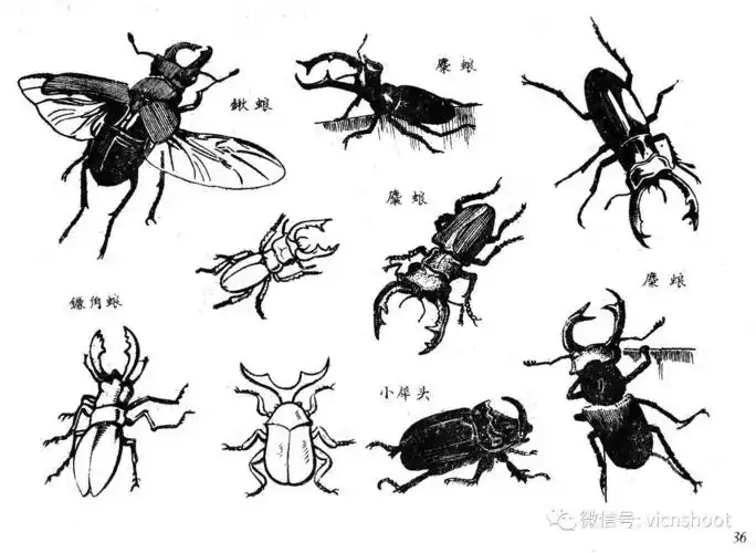 黑白描线稿图——昆虫1