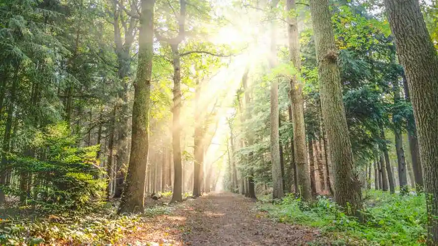 树林里的阳光壁纸图片